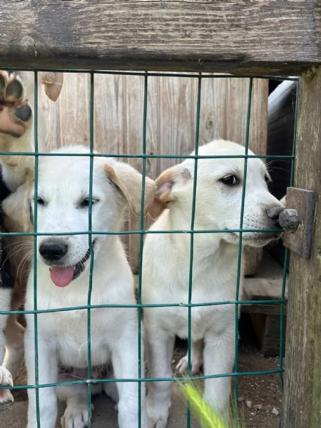 Cuccioli 2 mesi mix  Labrador  | Foto 0