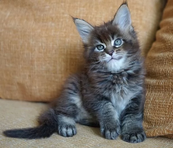 maine coon