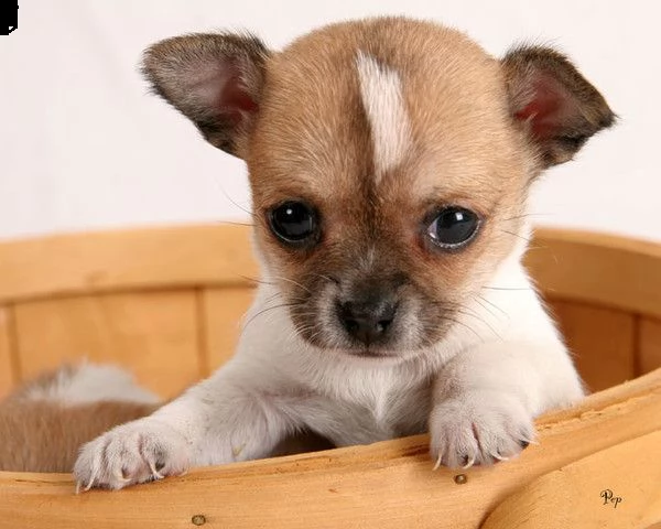 adorabili cuccioli di chihuahua