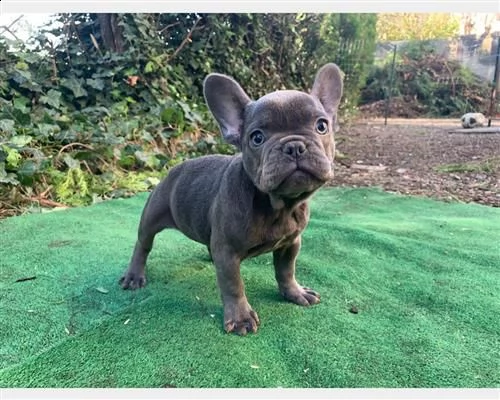 vendita cucciolo bulldog francese exotic 