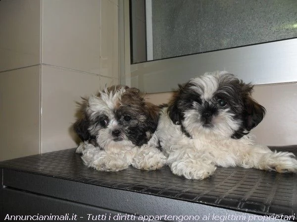 vendita cucciolo adorabili cuccioli di mini shih tzu