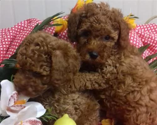 vendita cucciolo cuccioli di barboncino bicolor nani disponibili. 