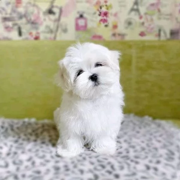 cuccioletto di barboncino maltese