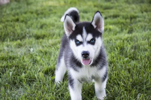 vendita cucciolo cuccioli di husky occhi azzurri vari colori italiani 