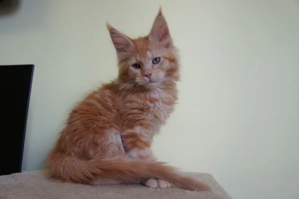 cuccioli di maine coon | Foto 0