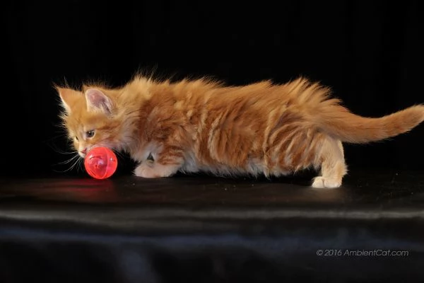 cuccioli di maine coon