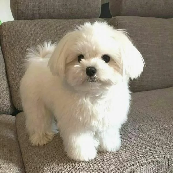 mini maltese toy