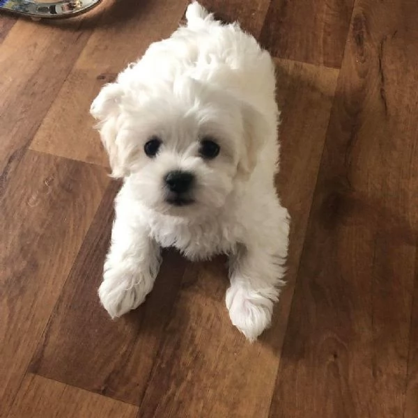 cuccioli di barboncino maltese