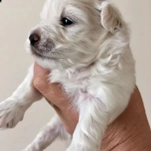 cuccioli di barboncino maltese