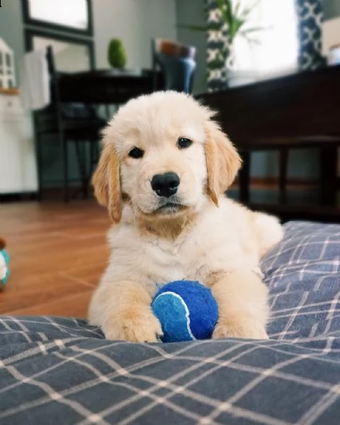 splendido piccolo golden retriever in adozione.