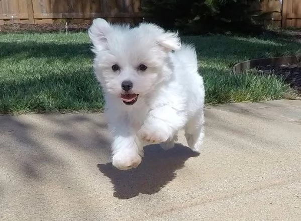 mini maltese puppy rhut