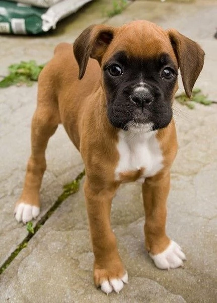 vendita cucciolo cucciola boxer  con pedigree enci