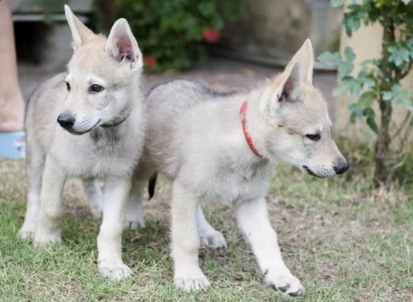 cane da lupo cecoslovacco 