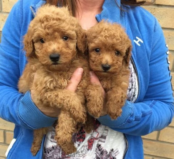 cuccioli di barboncino toy maschio e femmina