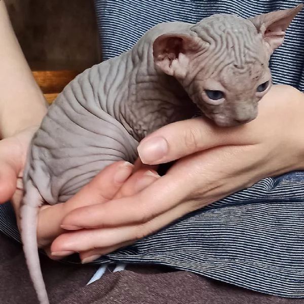 sphynx