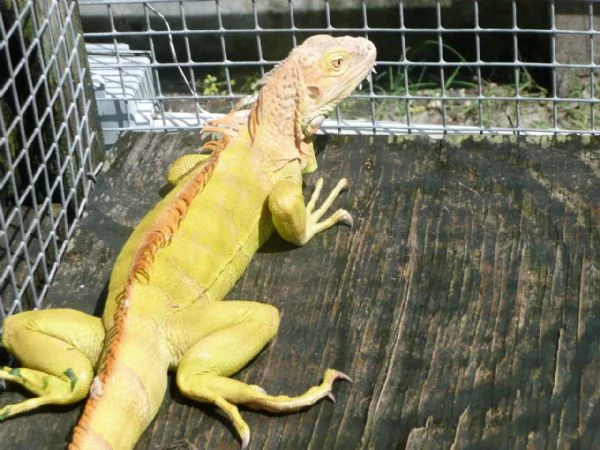 iguana albina | Foto 6