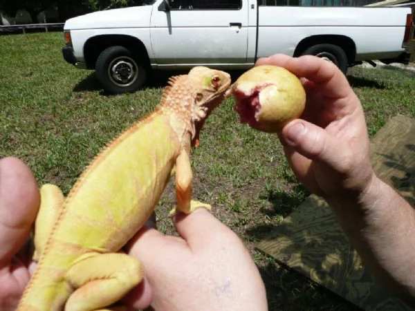 iguana albina | Foto 0