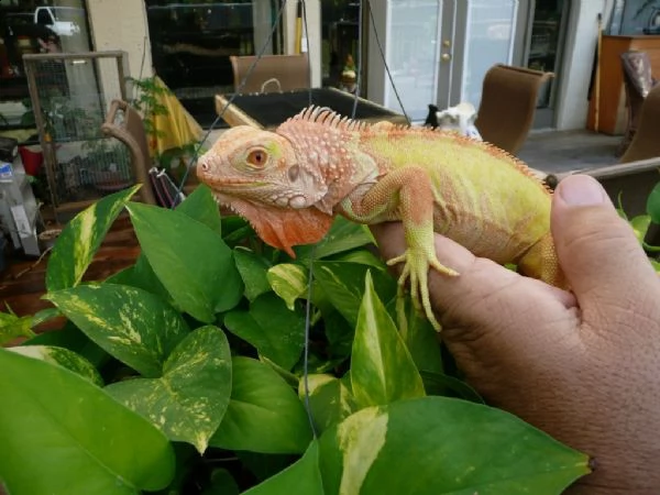 iguana albina