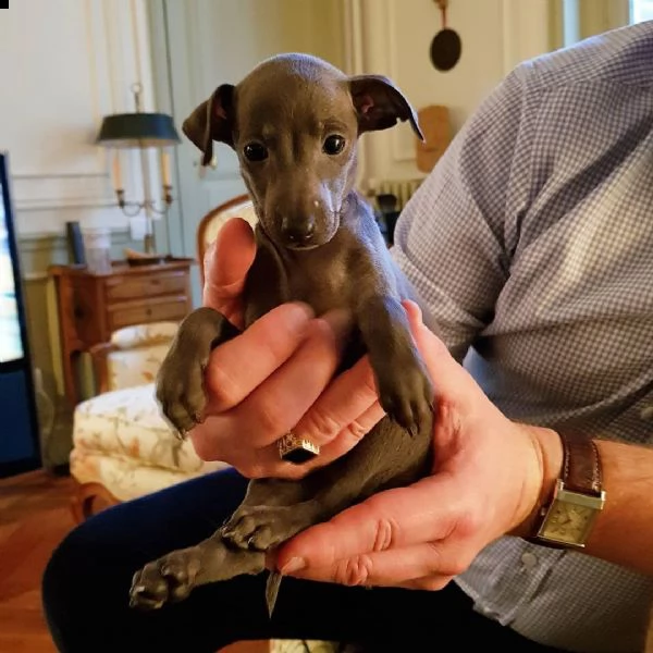 cuccioli di levriero italiano pronti per una casa per sempre