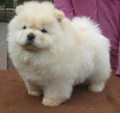 email : ameliajefferson80[at]gmail[.com] adorabili cuccioli di chow chow femminucce e maschietti disponib