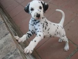 email : ameliajefferson80[at]gmail[.com] adorabili cuccioli di dalmata femminucce e maschietti disponibil