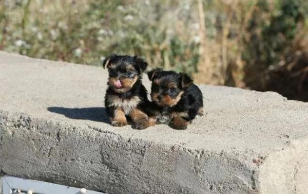 cuccioli di yorkshire terrier disponibili (1 maschio e 1 femmina)