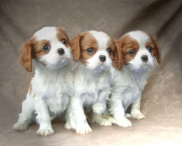 vendita cavalier king charles spaniel