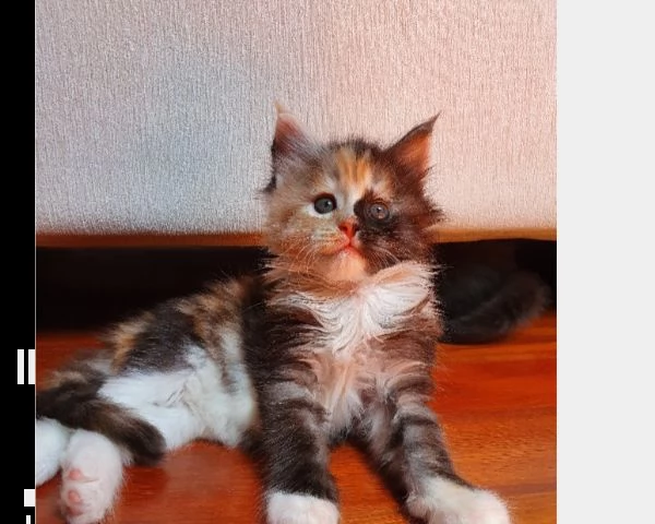 cuccioli maine coon | Foto 1