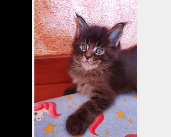 cuccioli maine coon | Foto 0