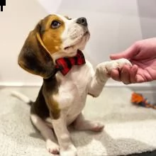 beagle