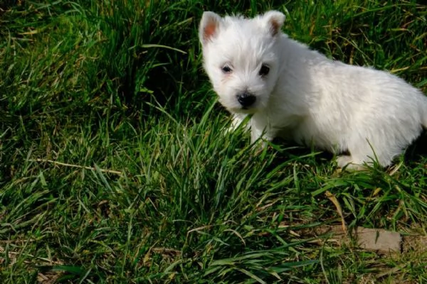 western highland terrier registrato in kc | Foto 0