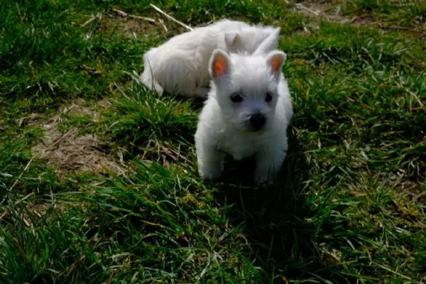 western highland terrier registrato in kc