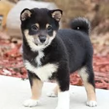 email : ameliajefferson80[at]gmail[.com] adorabili cuccioli di shiba-inu femminucce e maschietti disponib