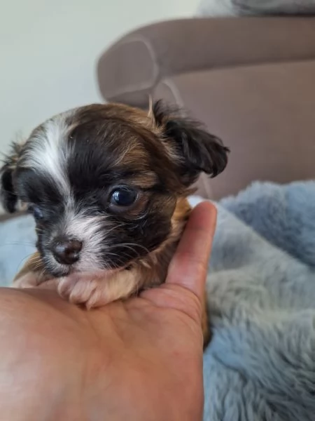 Mini chihuahua  | Foto 4