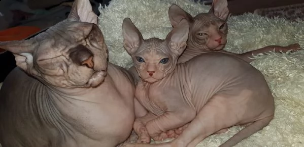 canadian sphynx con pedigree