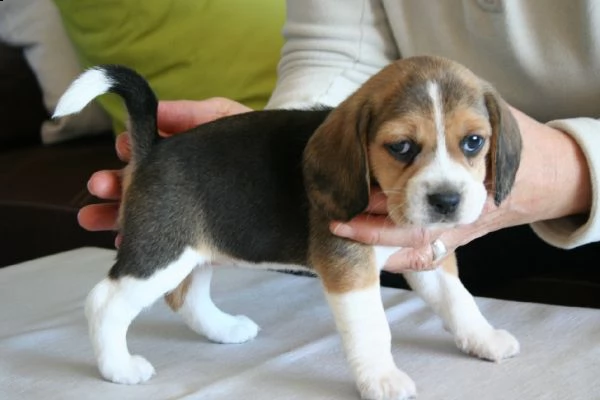 regalo cuccioli di beagle pronti