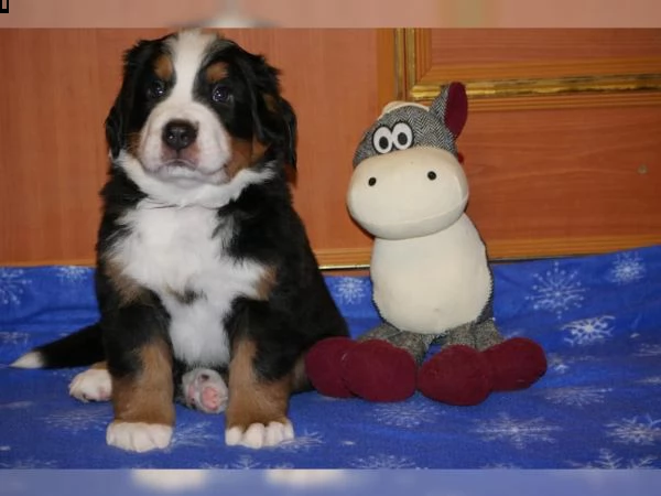 vendita cucciolo cuccioli bovaro del bernese pedigree