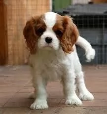 due bellissimi cuccioli di cavalier king charles | Foto 0