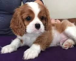 due bellissimi cuccioli di cavalier king charles