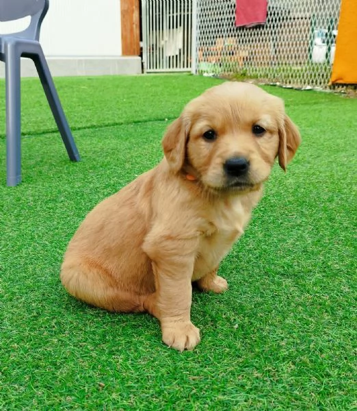 Cuccioli Golden Retriever