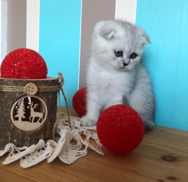 gattini scottish fold e scottish straight