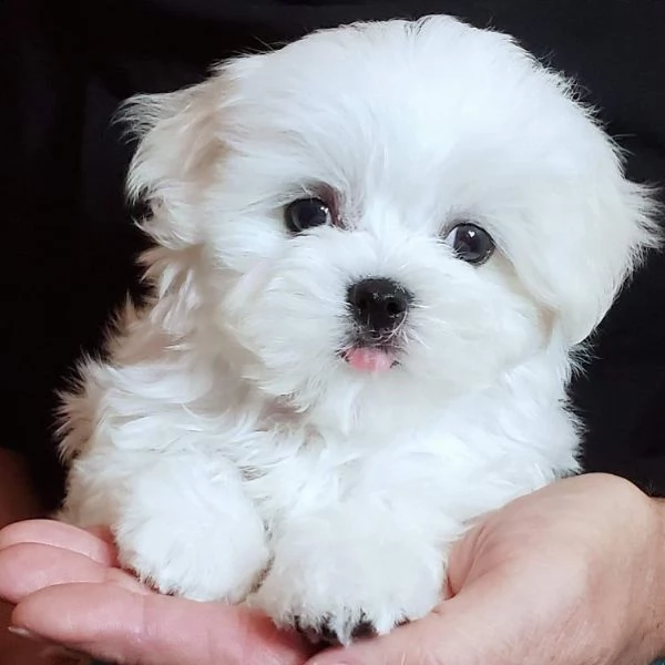 maltese toy cuccioli 