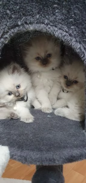 cuccioli di gatti siberiani ipoallergenico