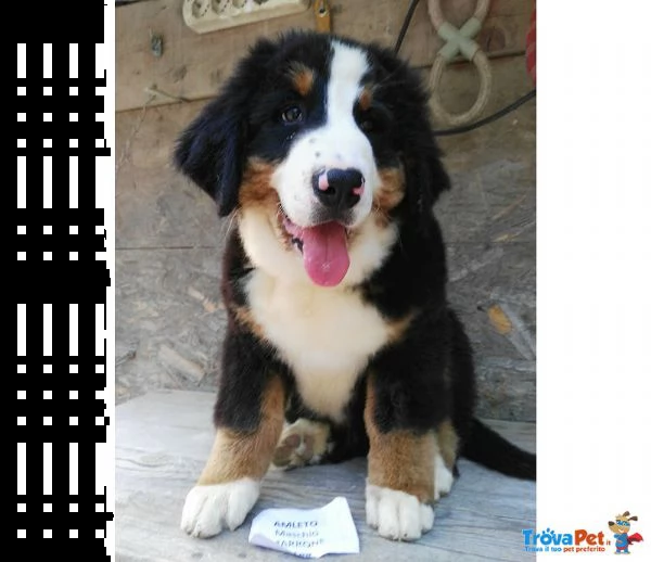 vendita cucciolo cuccioli bovaro del bernese pedigree