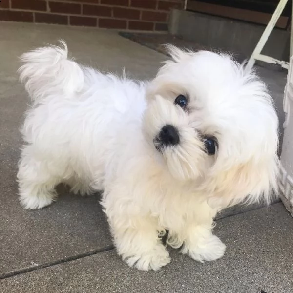 maltese toy cuccioli 