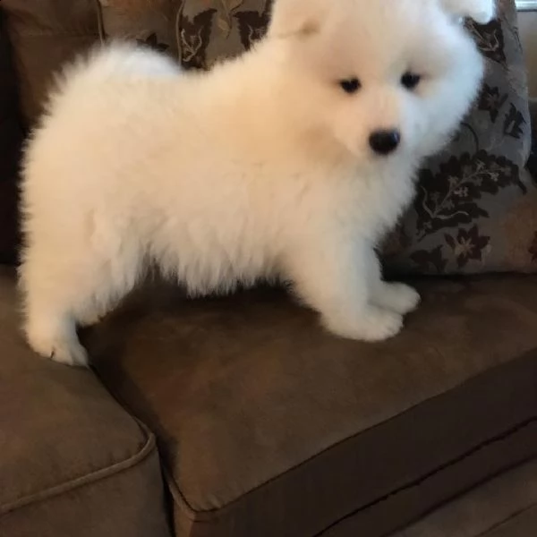 beautiful samoyed puppies for sale