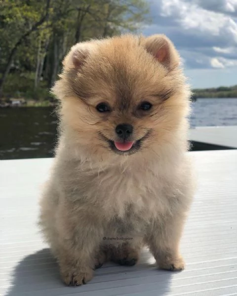  regalo  volpino pomerania cuccioli con pedigree   disponiamo cuccioli in foto di 90gg circa consegn