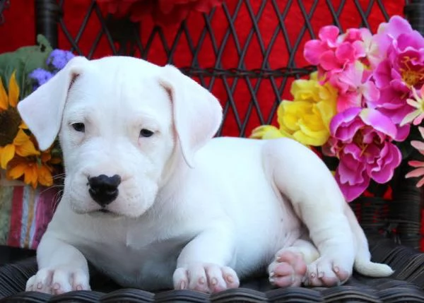  regalo adorabili cuccioli di dogo argentino femminucce e maschietti disponibili per l'adozione grat