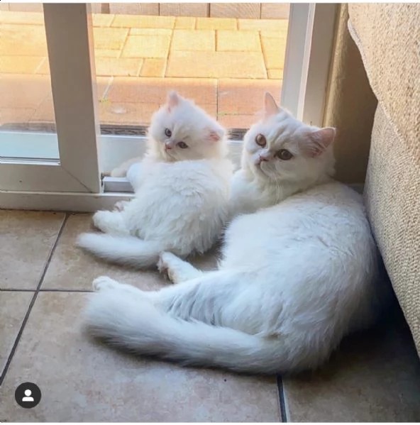 disponibili bellissimi gattini persiani m/f | Foto 2