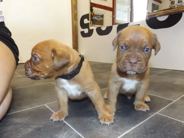 cuccioli di dogue de bordeaux 3 rimasti